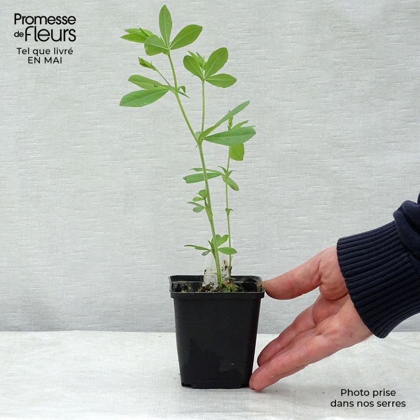 Example of Baptisia Decadence Blueberry Sundae - Indaco falso Vasetto da 8/9 cm as you get in printemps