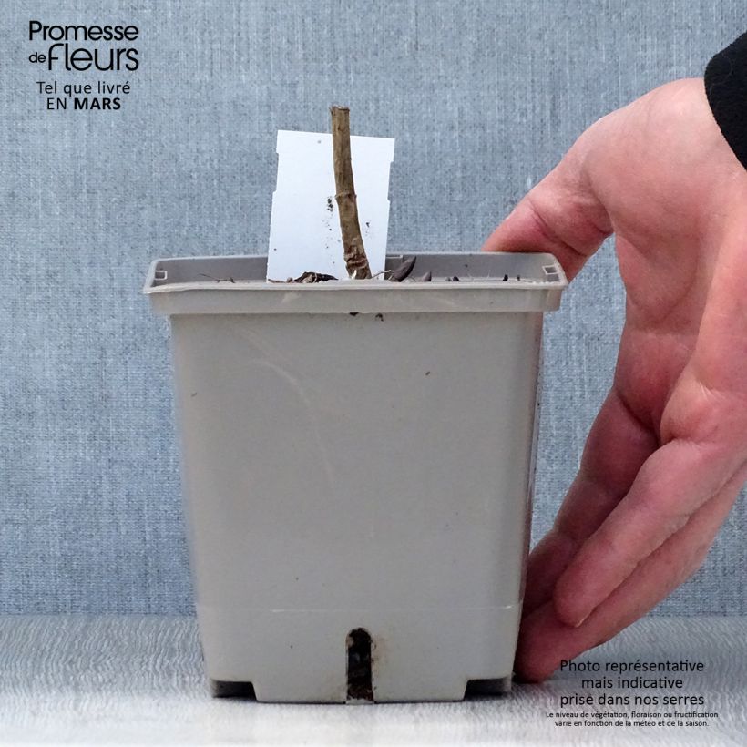 Baptisia Brownie Points - Indaco falso Vaso da 1L/1,5L esemplare consegnato in primavera