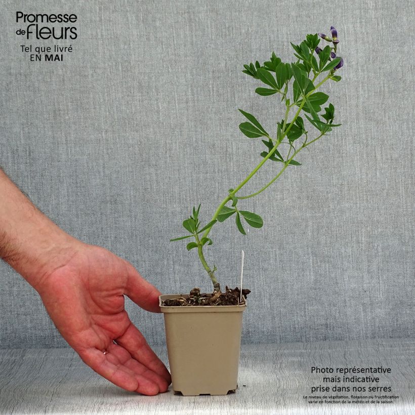 Baptisia australis Caspian Blue - Indaco falso blu Vasetto da 8/9 cm esemplare consegnato in primavera
