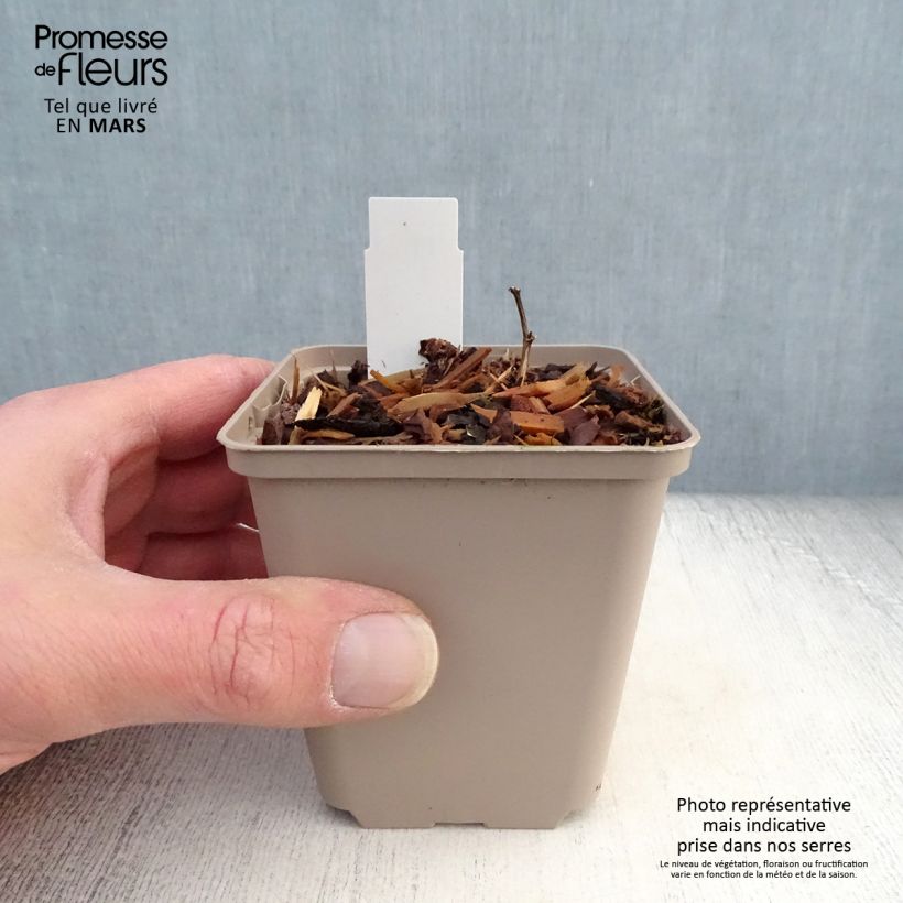 Baptisia Cherries Jubilee - Indaco falso Vasetto da 8/9 cm esemplare consegnato in primavera