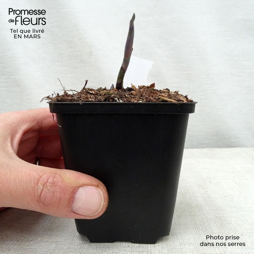 Baptisia Indigo Spires - Indaco falso Vasetto da 8/9 cm esemplare consegnato in primavera