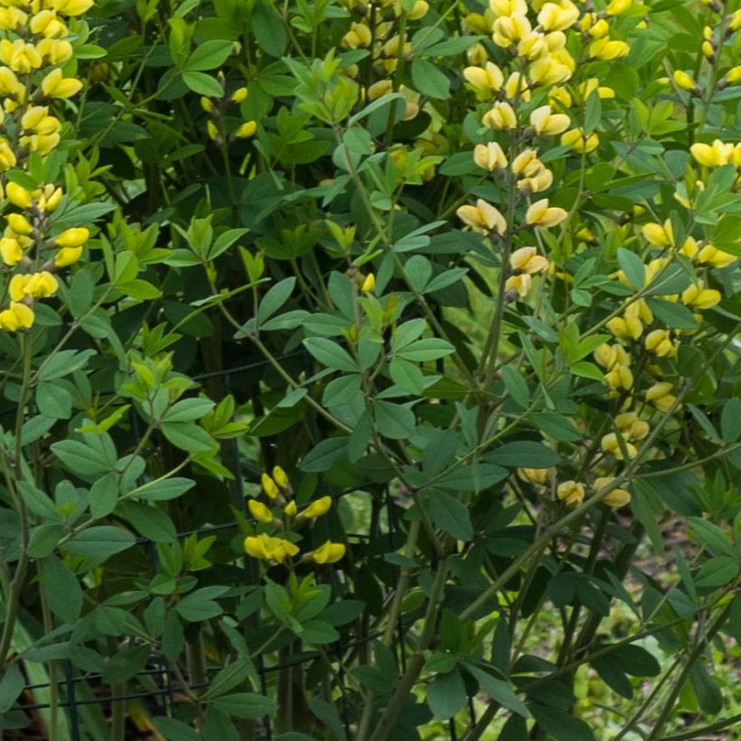 Baptisia Decadence Lemon Meringue - Indaco falso (Foliage)