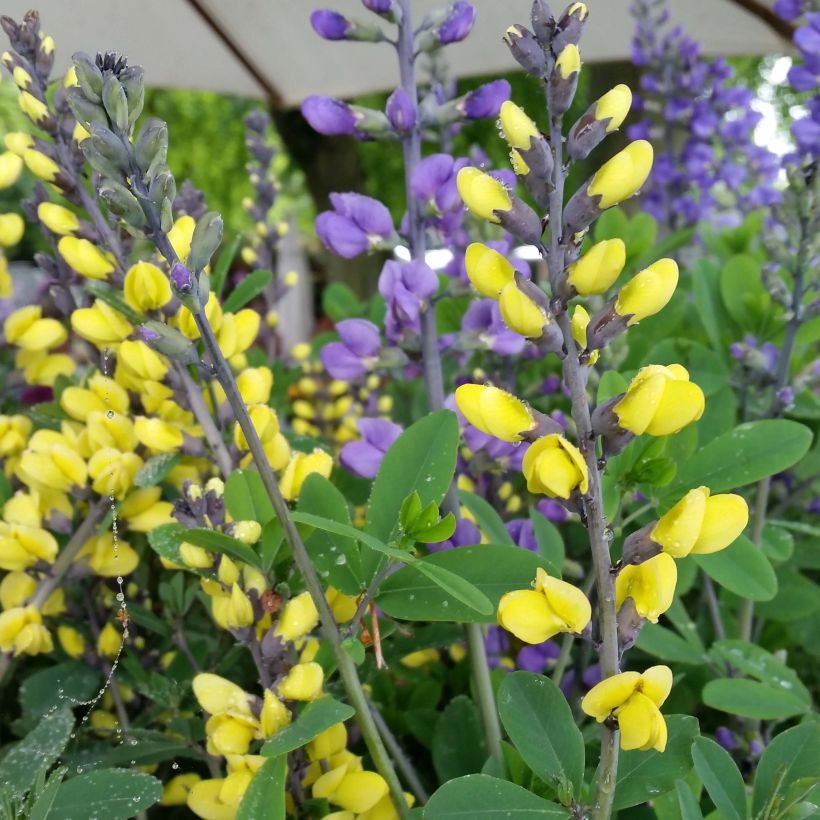 Baptisia Decadence Lemon Meringue - Indaco falso (Flowering)