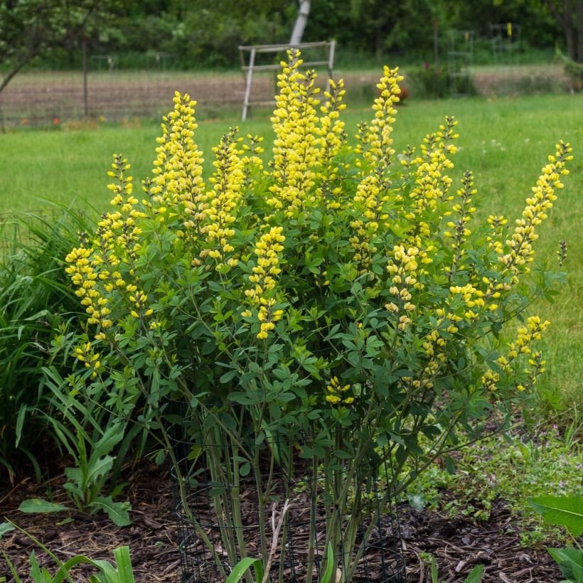 Baptisia Decadence Lemon Meringue - Indaco falso (Plant habit)