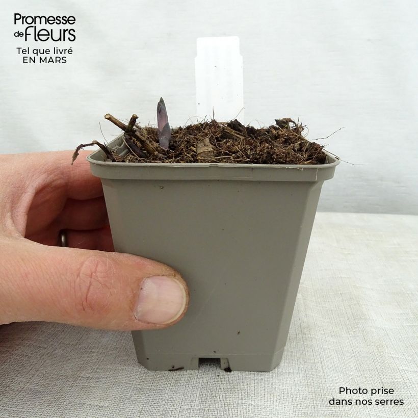 Example of Baptisia Decadence Lemon Meringue - Indaco falso Vasetto da 8/9 cm as you get in printemps