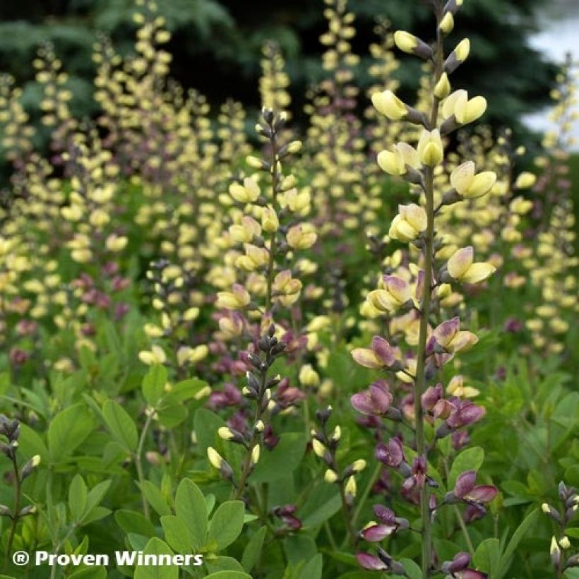 Baptisia Decadence Deluxe Pink Lemonade - Indaco falso (Foliage)