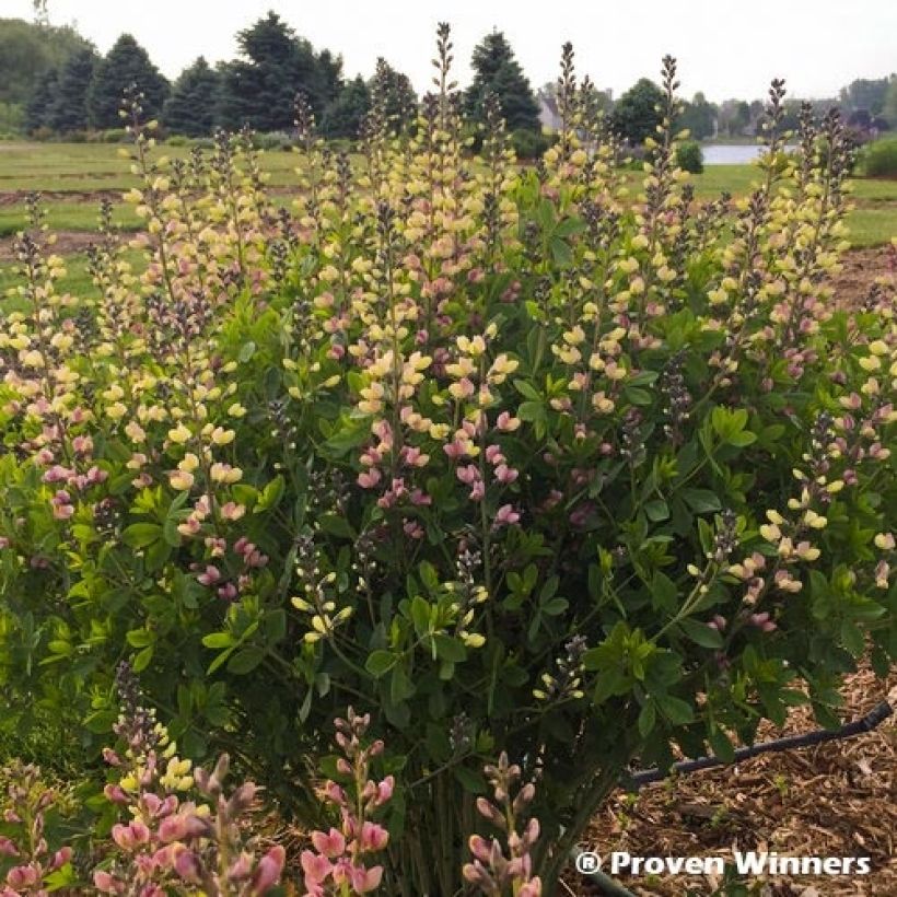 Baptisia Decadence Deluxe Pink Lemonade - Indaco falso (Plant habit)