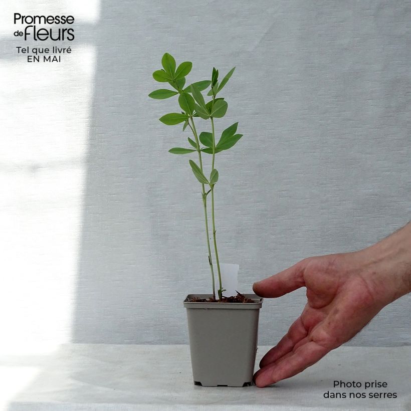 Example of Baptisia Decadence Deluxe Pink Lemonade - Indaco falso Vasetto da 8/9 cm as you get in printemps