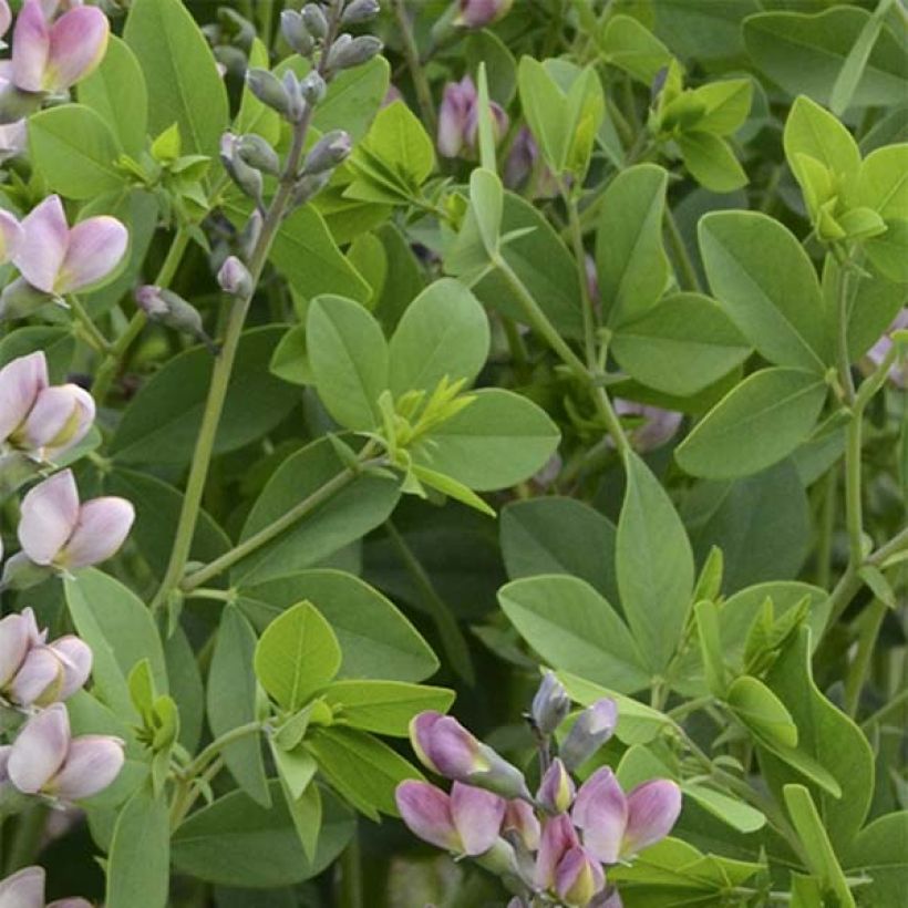 Baptisia Decadence Pink Truffles - Indaco falso (Foliage)
