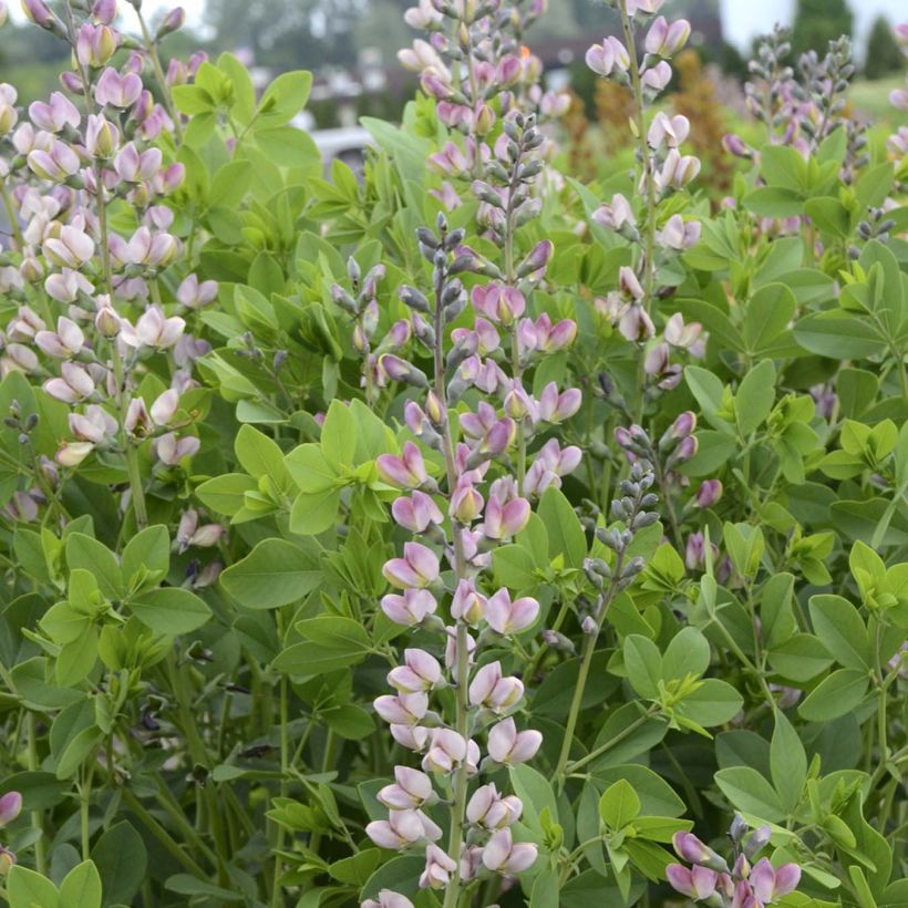Baptisia Decadence Pink Truffles - Indaco falso (Flowering)