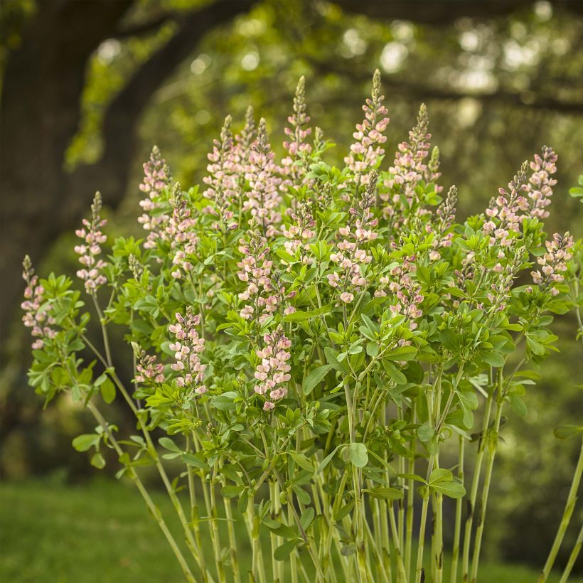 Baptisia Decadence Pink Truffles - Indaco falso (Plant habit)