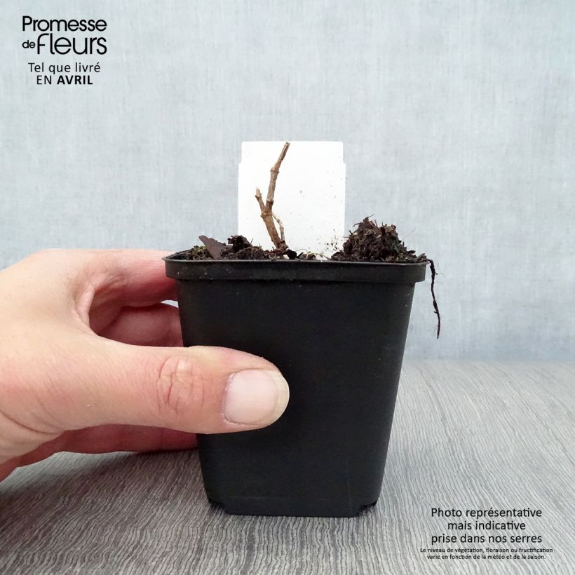 Example of Baptisia Decadence Pink Truffles - Indaco falso Vasetto da 8/9 cm as you get in printemps