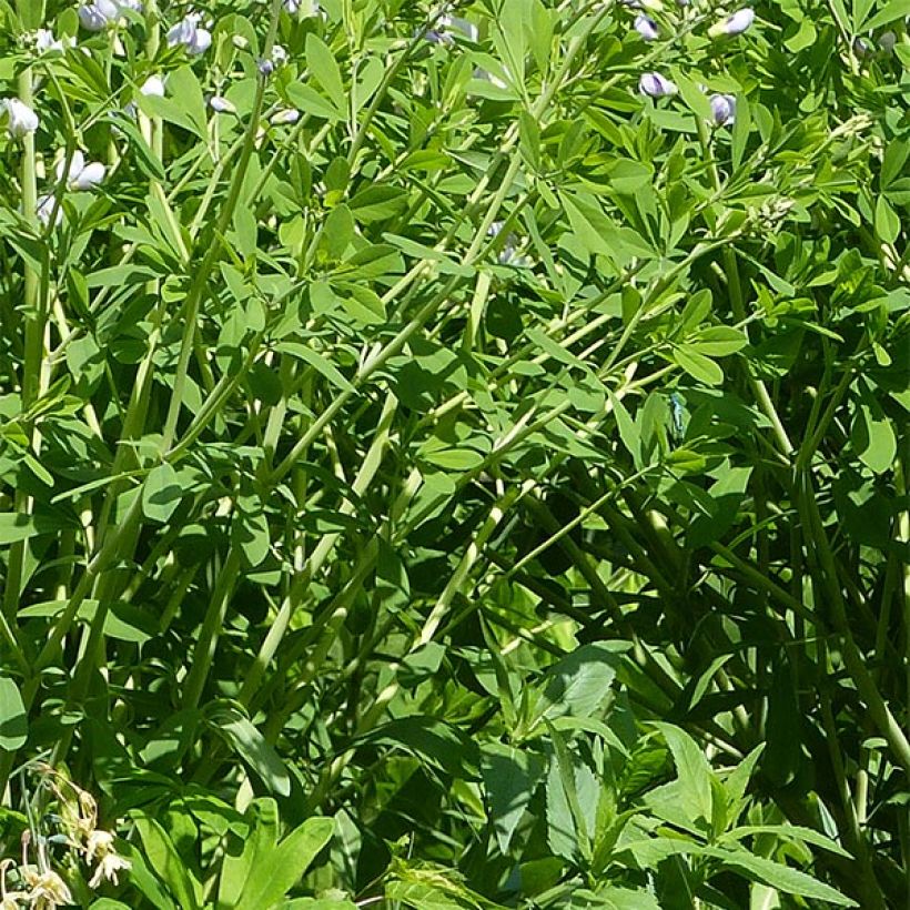 Baptisia Starlite Prairieblues - Indaco falso (Foliage)