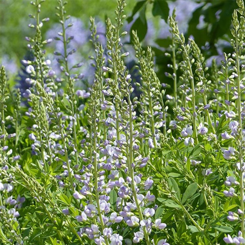 Baptisia Starlite Prairieblues - Indaco falso (Flowering)