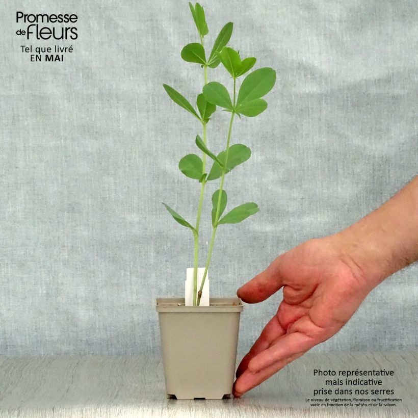 Example of Baptisia Starlite Prairieblues - Indaco falso Vasetto da 8/9 cm as you get in printemps
