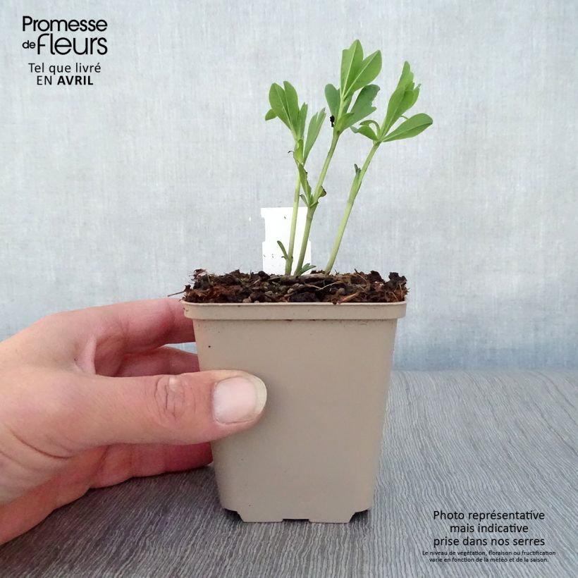 Example of Baptisia australis var. minor Dark Blue - Indaco falso blu Vasetto da 8/9 cm as you get in printemps