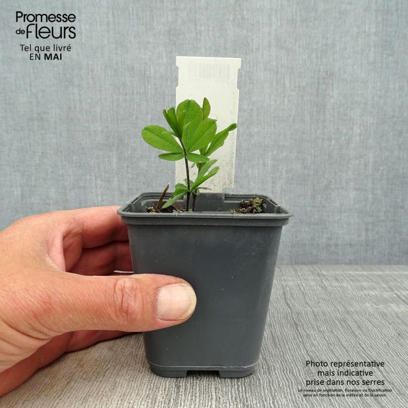 Baptisia bracteata Vasetto da 8/9 cm esemplare consegnato in primavera