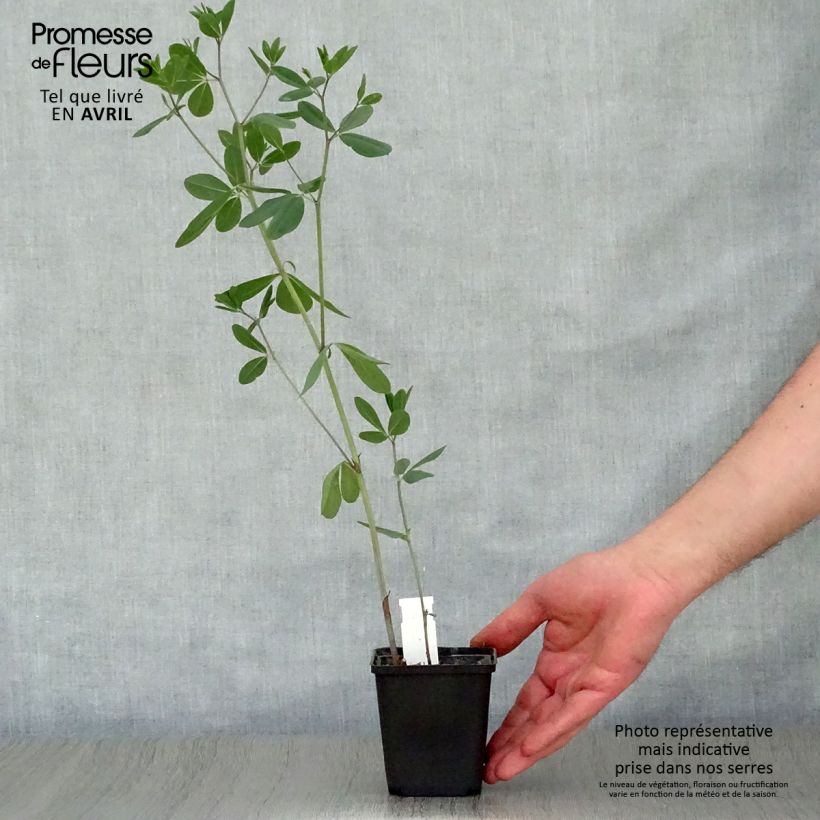 Baptisia sphaerocarpa Vasetto da 8/9 cm esemplare consegnato in primavera