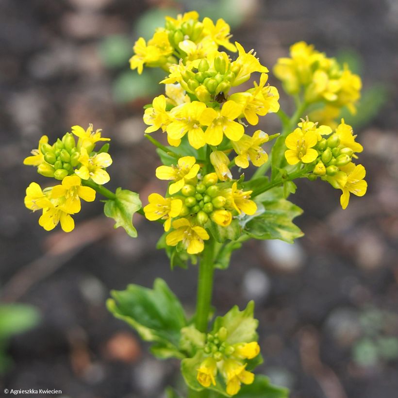 Barbarea vulgaris Variegata - Erba di Santa Barbara (Fioritura)
