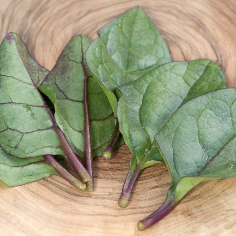 Spinacio di Malabar Select Red (Foliage)