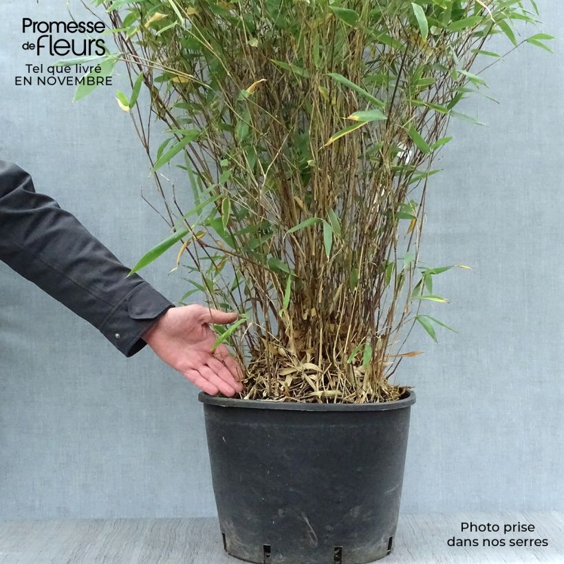 Esemplare di Bashania fargesii Vaso da 12L/15L come consegnato in autunno