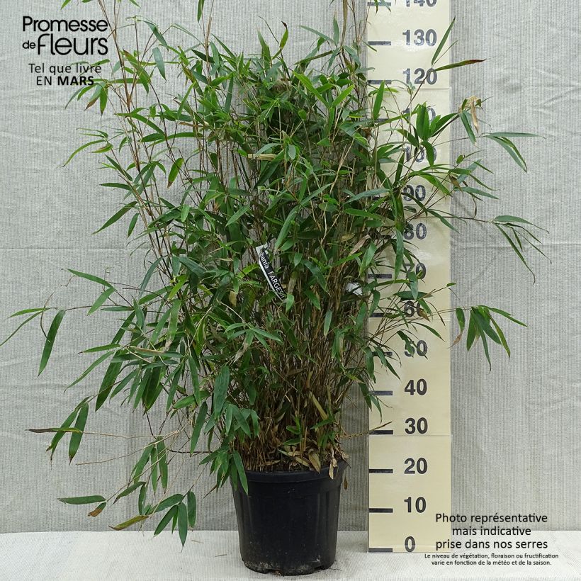 Example of Bashania fargesii Vaso da 12L/15L as you get in printemps