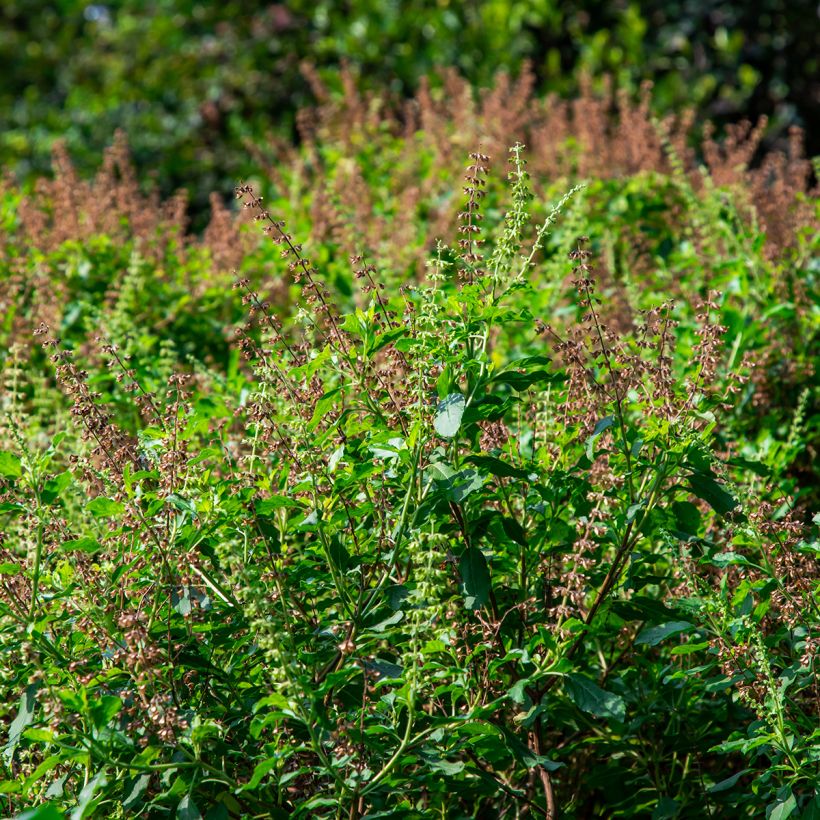 Basilico Cinamonette (Plant habit)