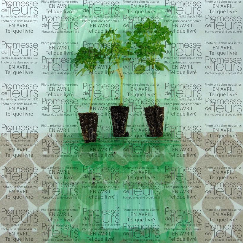 Esempio di esemplare Basilico El Greco mini zolla... come consegnato