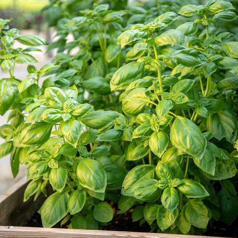 Basilico Genovese (Plant habit)