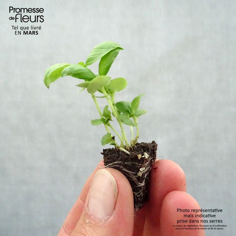 Example of Basilico Grande verde compatto mini zolla... as you get in printemps