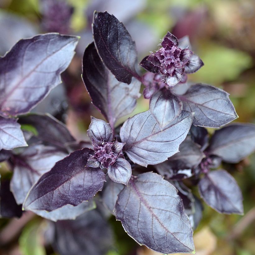 Basilico Dark Opal (Foliage)