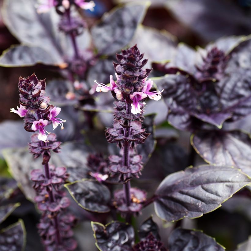 Basilico Dark Opal (Flowering)