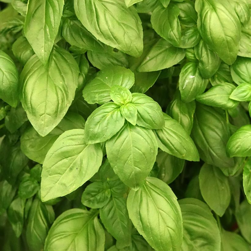 Basilico Everleaf Emerald Tower (semi) (Fogliame)