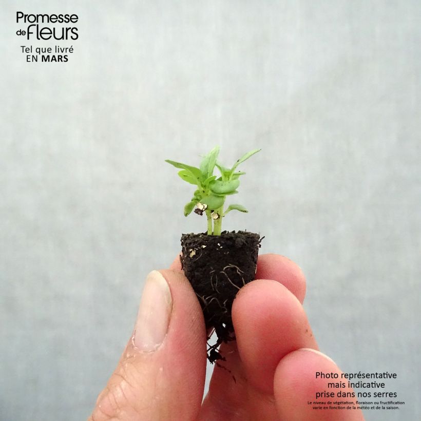 Basilico Fine verde nano compatto Bio Mini zolla Ø 1,5/2,5 cm esemplare consegnato in primavera