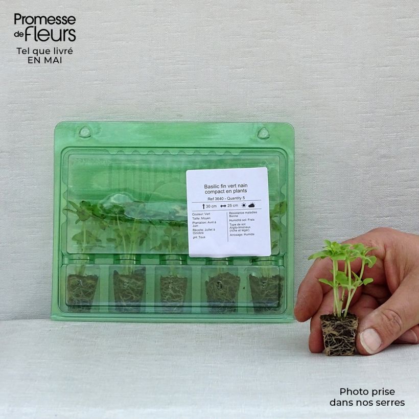 Example of Basilico Fine verde nano compatto mini zolla... as you get in printemps