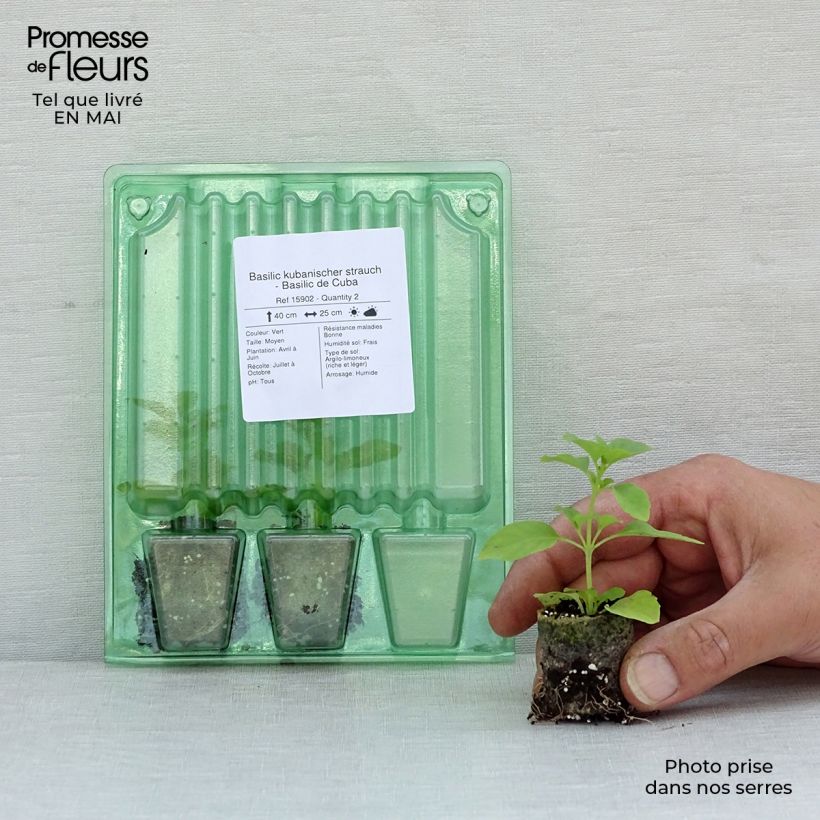 Basilico kubanischer strauch mini zolla... esemplare consegnato in primavera