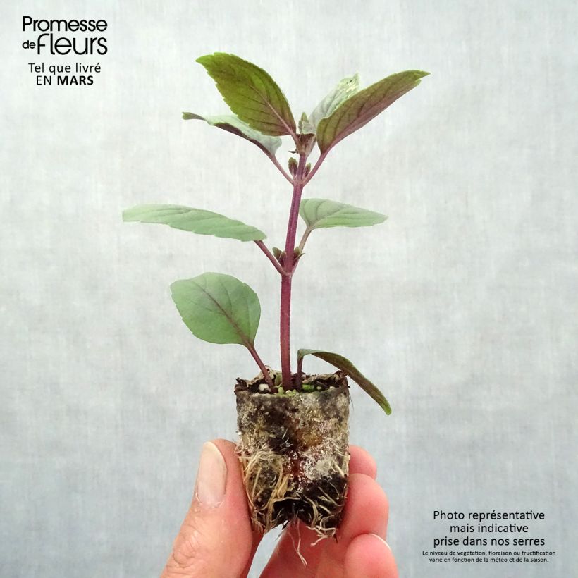 Example of Basilico africano Magic Mountain mini zolla... as you get in printemps