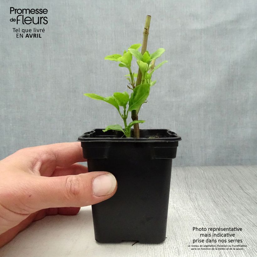 Example of Basilico Selloi Vasetto da 8/9 cm as you get in printemps