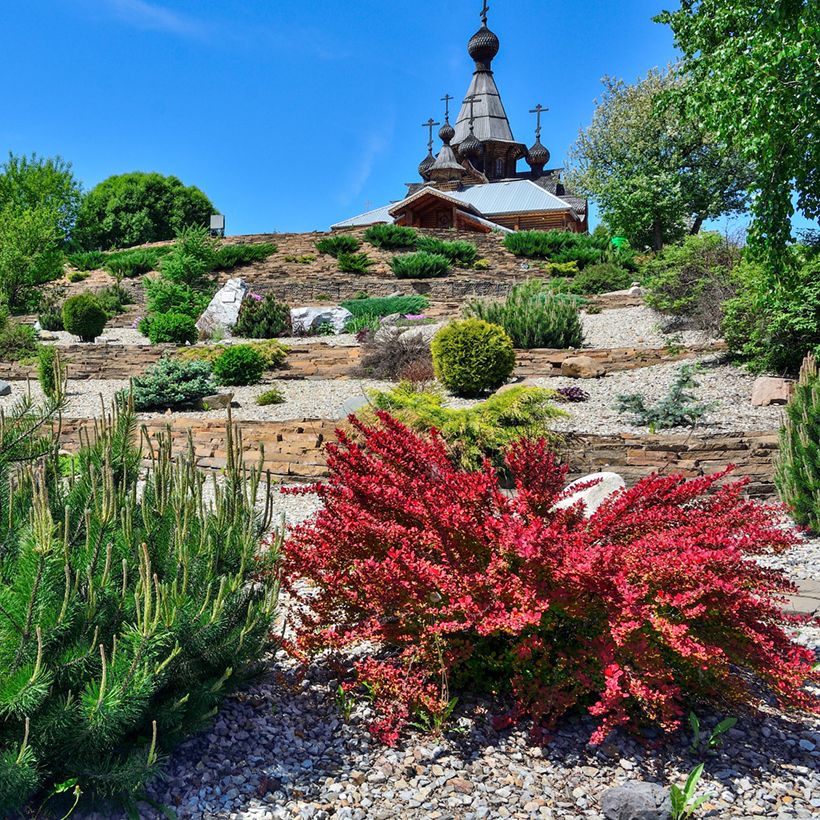 Berberis thunbergii Red Rocket - Crespino giapponese (Plant habit)