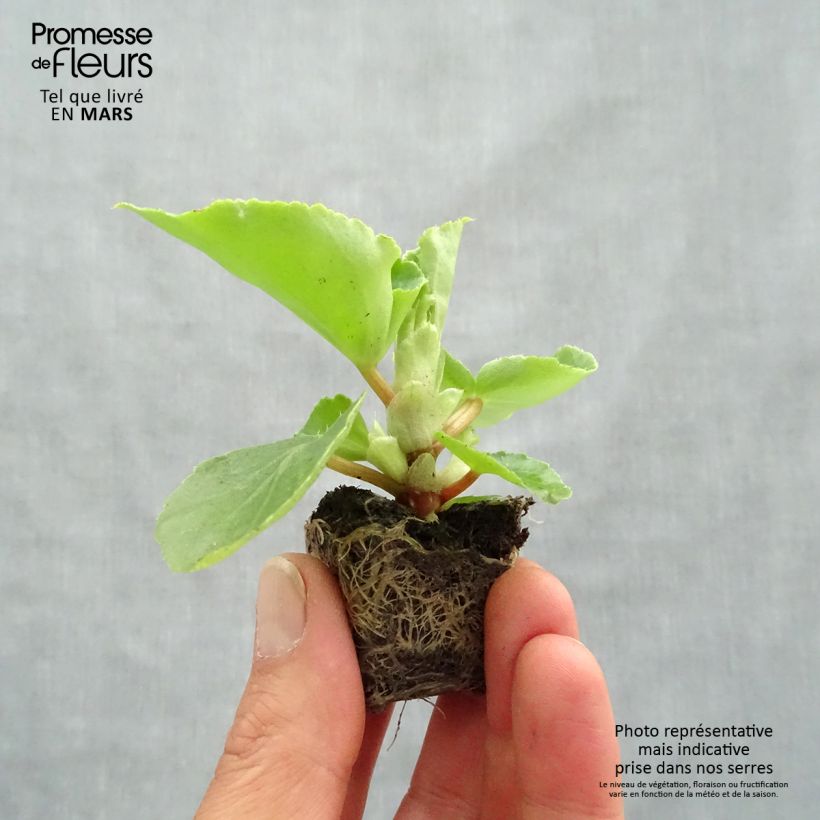 Begonia Big F1 Pink Green Leaf mini zolla... esemplare consegnato in primavera