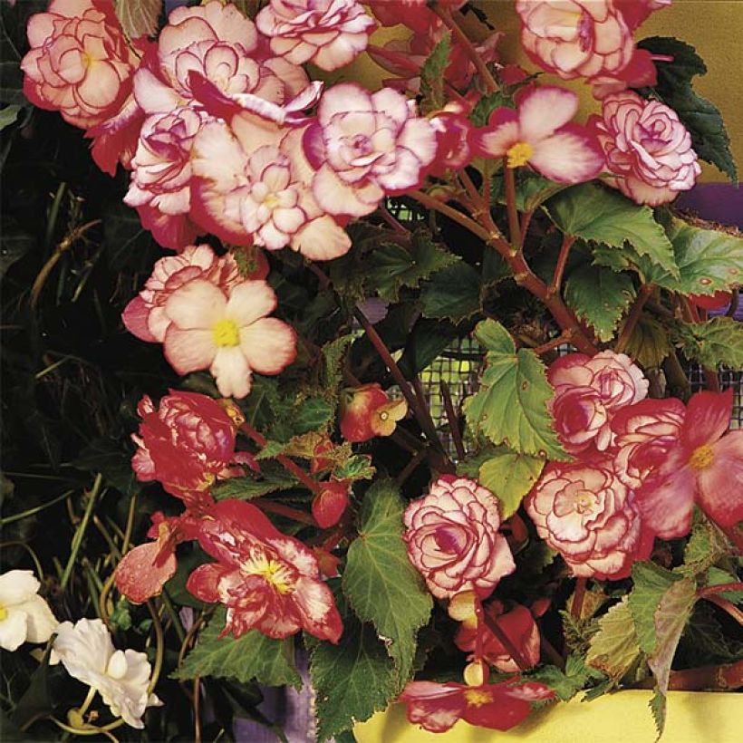 Begonia erecta Bouton de Rose (Porto)