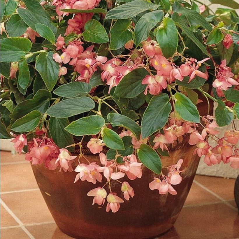 Begonietta Dragon Wing Pink (Foliage)
