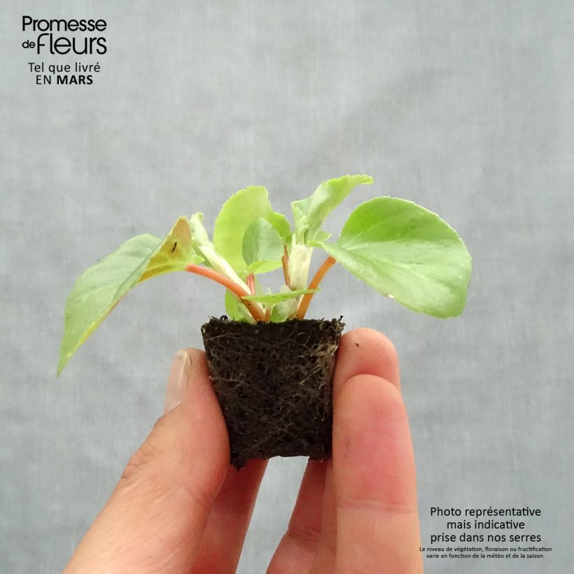 Example of Begonietta Dragon Wing Red mini zolla... as you get in printemps