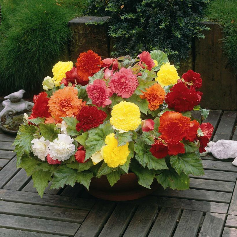 Begonia Fimbriata mix sei colori (Plant habit)