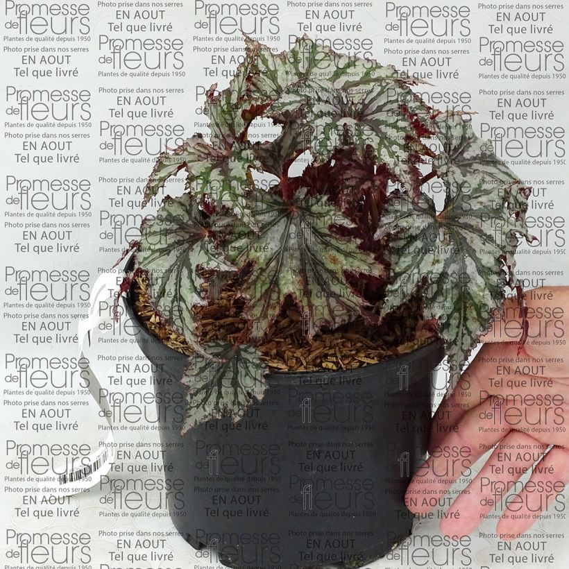Esempio di esemplare Begonia Garden Angel Blush Vaso da 2L/3L come consegnato