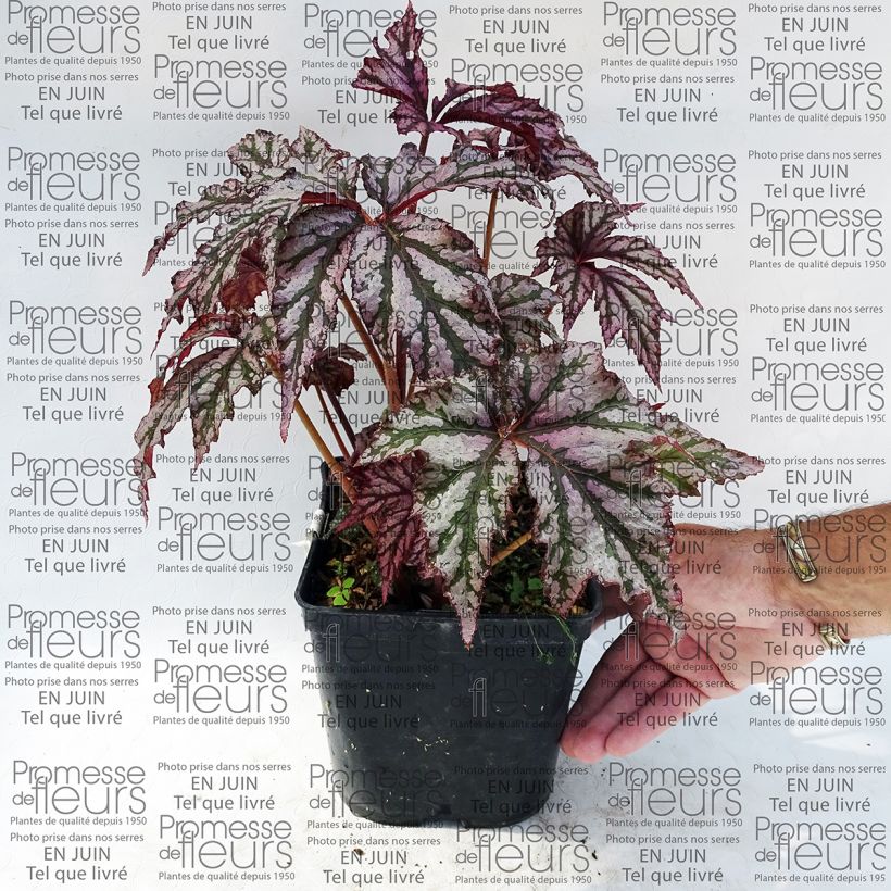 Esempio di esemplare Begonia Garden Angel Plum Vaso da 2L/3L come consegnato