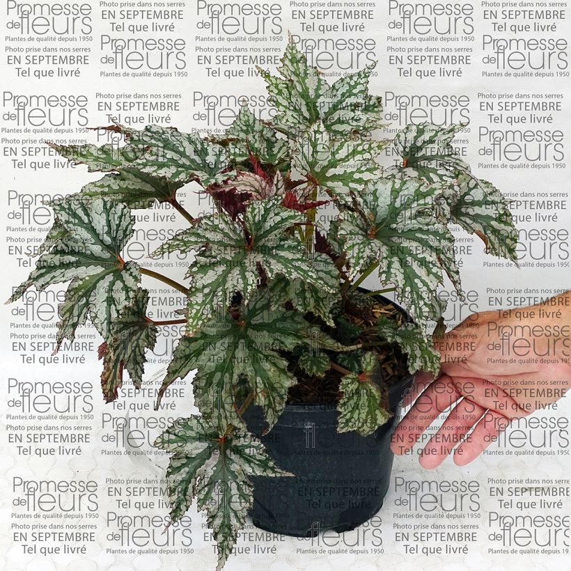 Esempio di esemplare Begonia Garden Angel Silver Vaso da 2L/3L come consegnato