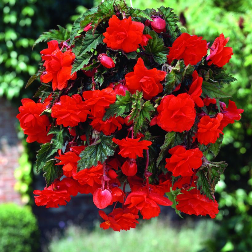 Begonia Pendula Cascade Scarlet (Fioritura)