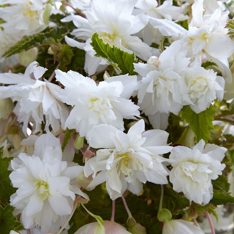Begonia Pendula Cascade White (Fioritura)