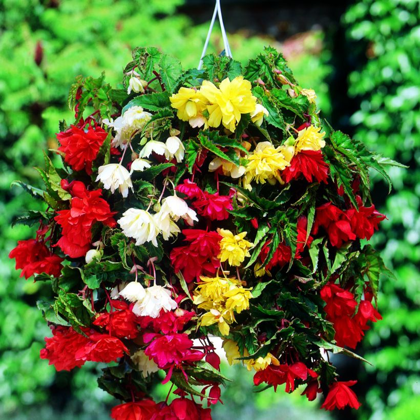 Begonia Pendula mix sei colori (Fioritura)
